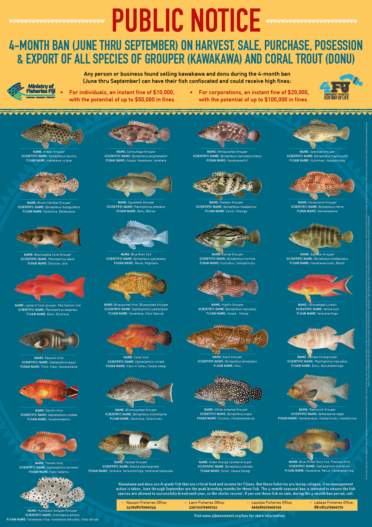 Grouper Species Chart