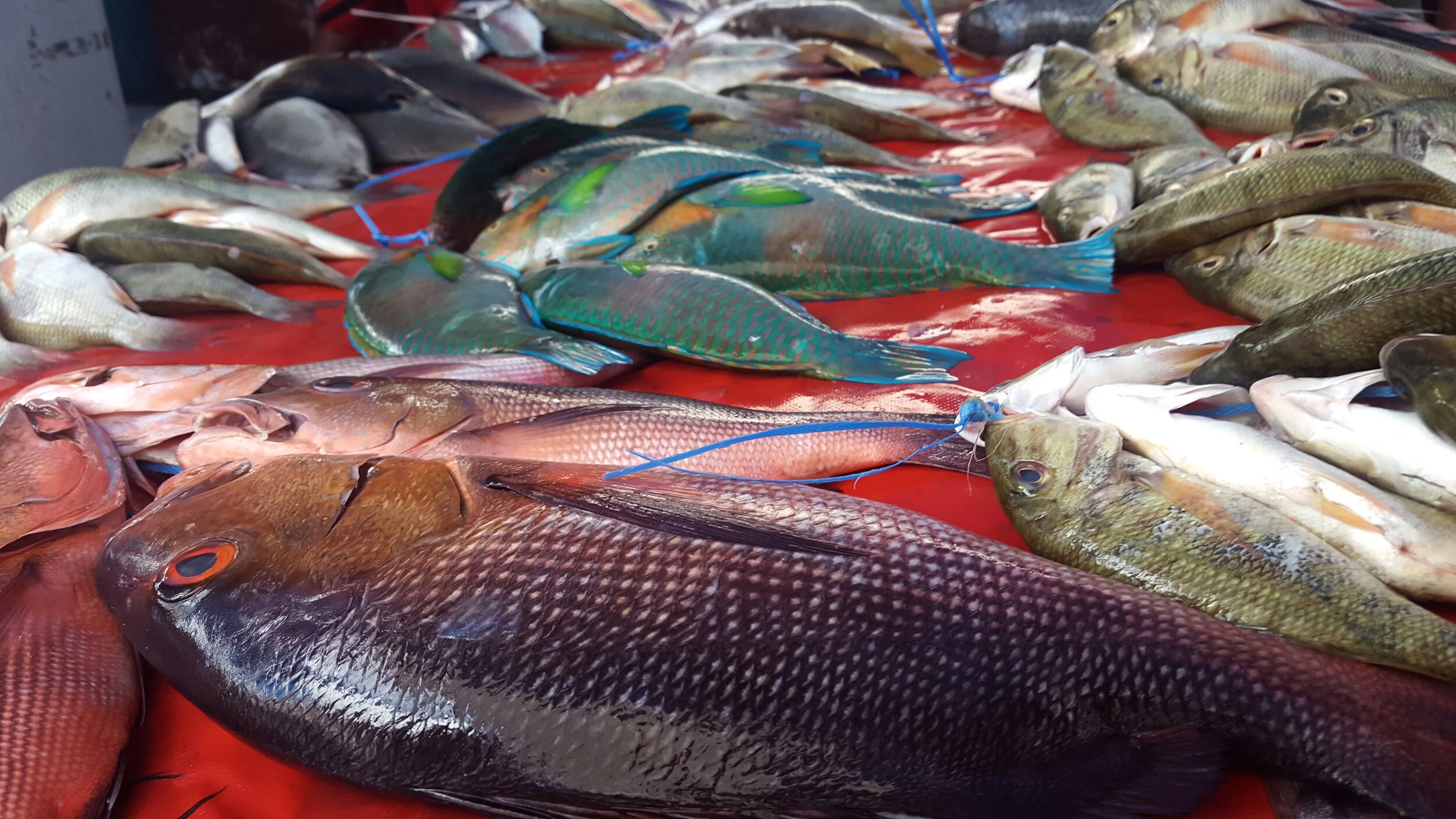 4FJ Fish Smart Champions Launch
