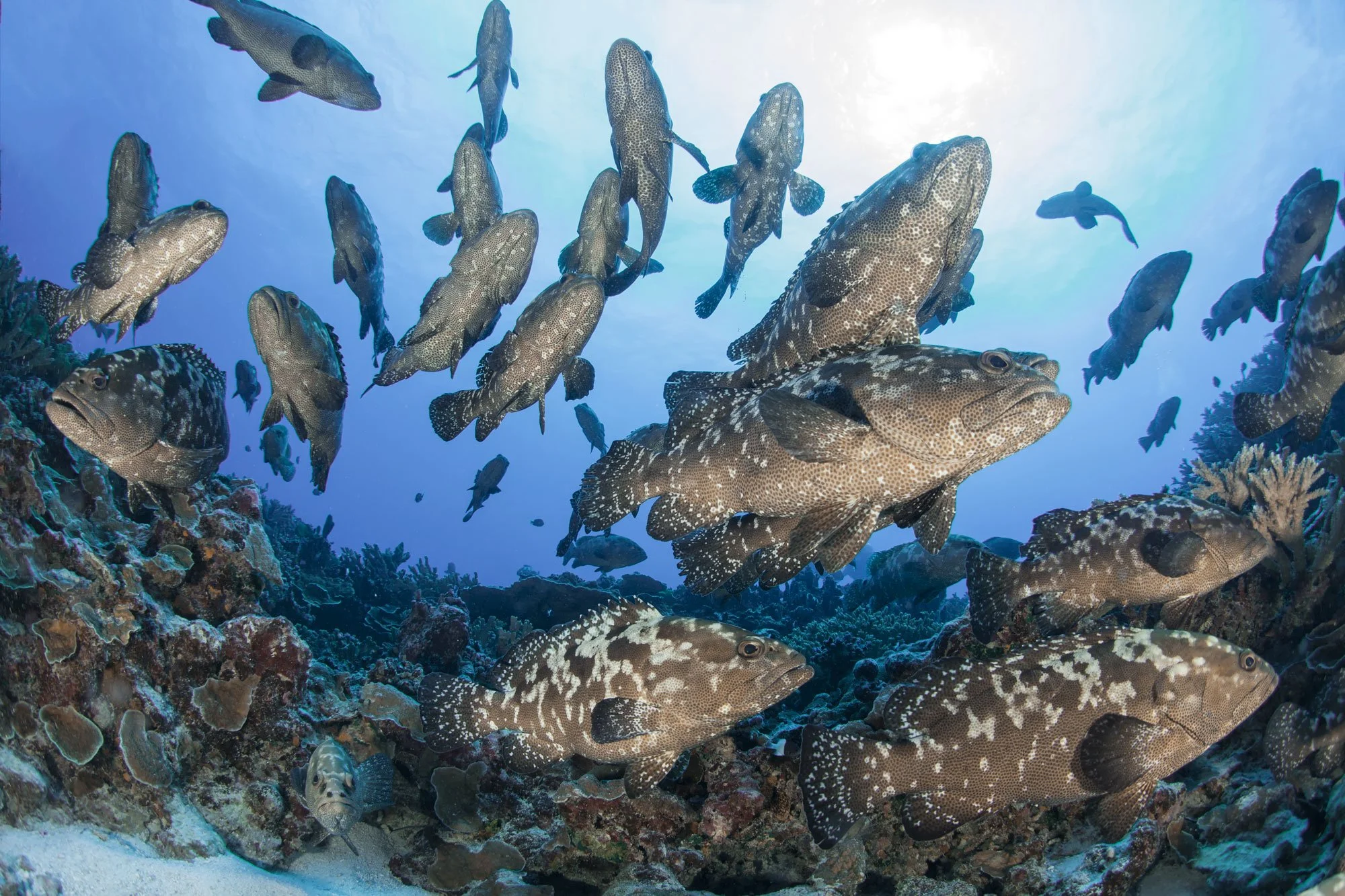 Kawakawa and Donu peak breeding season starts today