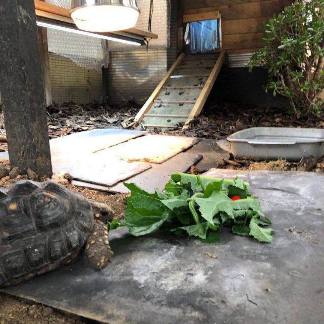 He's found his forever home! 

A successful rehome of a young adult Redfoot tortoise this month. Redfoots are a South American tropical tortoise which do not hibernate. They enjoy shady insulated shed accommodation as adults with orchid bark, high hu