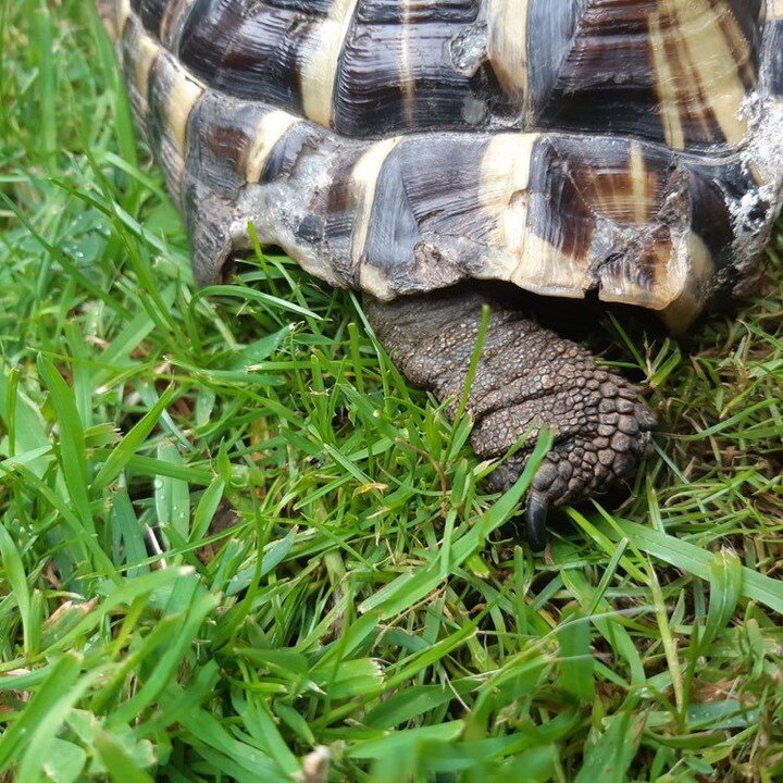 Predator reminder🚨: in the season of plenty, be vigilant of rodent populations as well as foxes (city foxes being the bravest and most likely to have a go at a tortoise). Although prevention is always better than cure with tortoises, they are great 