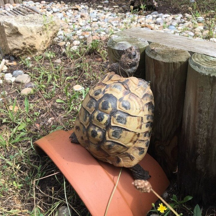Help where's my tortoise?! ⚠️🐢

The club have seen a huge rise in lost and found tortoises this summer.  Be sure to check out our website where you will find loads of helpful tips and advice on keeping your pet safe and contained, and in the worst c