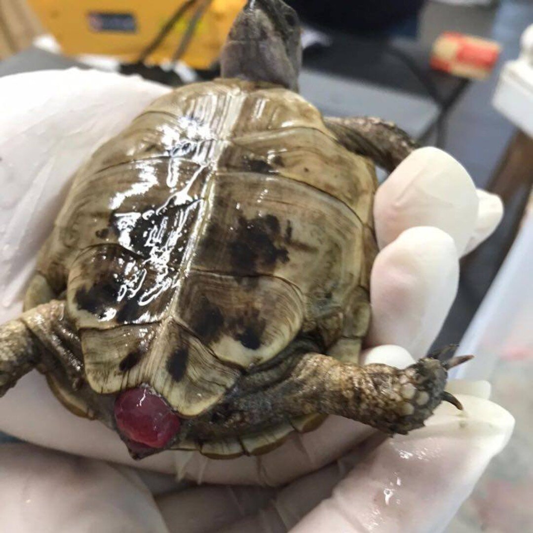 Although this image may be distressing, it shows a valuable message. 🐢

Prolapse in tortoises can happen particularly with young animals and the elderly. Straining from dehydration, lack of vitamins / calcium or compacted gut being a common reasons.