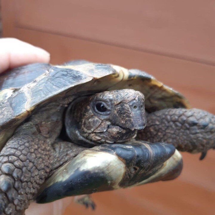 #tortoisewelfaretips 🐢 

Beak trimming is a common task for tortoises which come to us at the Centre. Although soft diet or lack of calcium can contribute to an over or under bite, some tortoises are just prone to it and need a shape and a polish fr