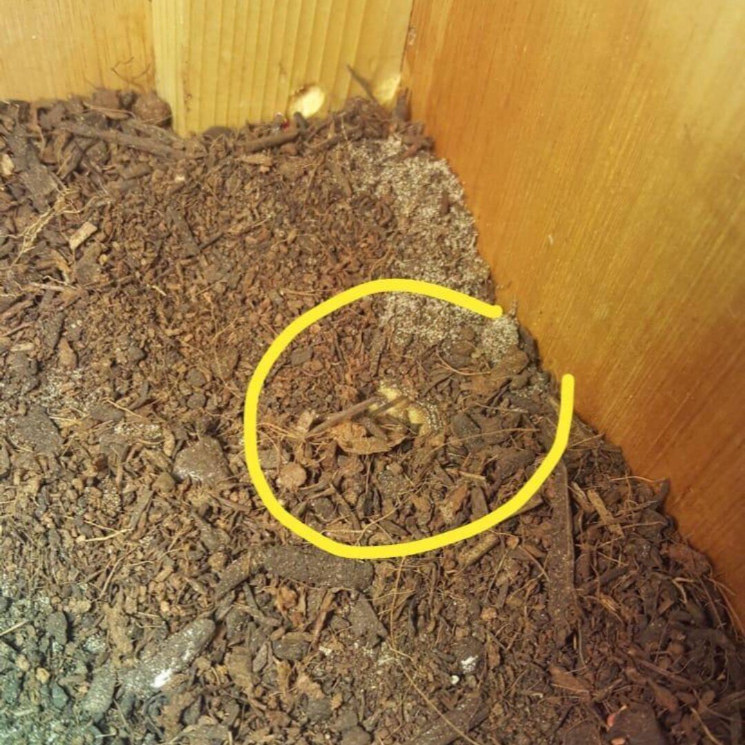 🐢 Look who is hiding?! Sterilized top soil and a coco coir brick offer a great moisture restraining substrate for tortoises to Burrow in as this baby Herman&rsquo;s is demonstrating. This natural behaviour allows a tortoises to regulate its temperat