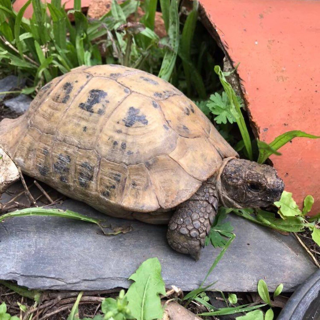 #tortoisetuesday 

Sunny is a pale North African spur tortoise approx 60 years old. Most likely from southern Morroco originally. He&rsquo;s come to club for rehoming through no fault of his own. Tortoises can live 80-100 years. Sunny being a slightl