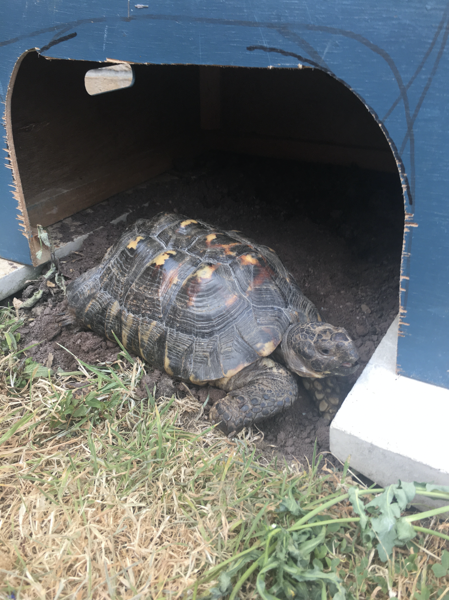 Bolt when he first arrived at his new home with Lynn