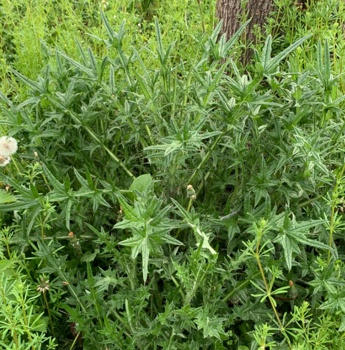 spear thistle.png