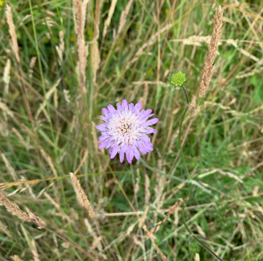 scabious 1.png