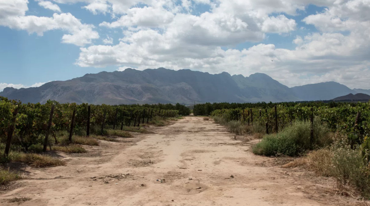 A DEATH IN THE WINELANDS