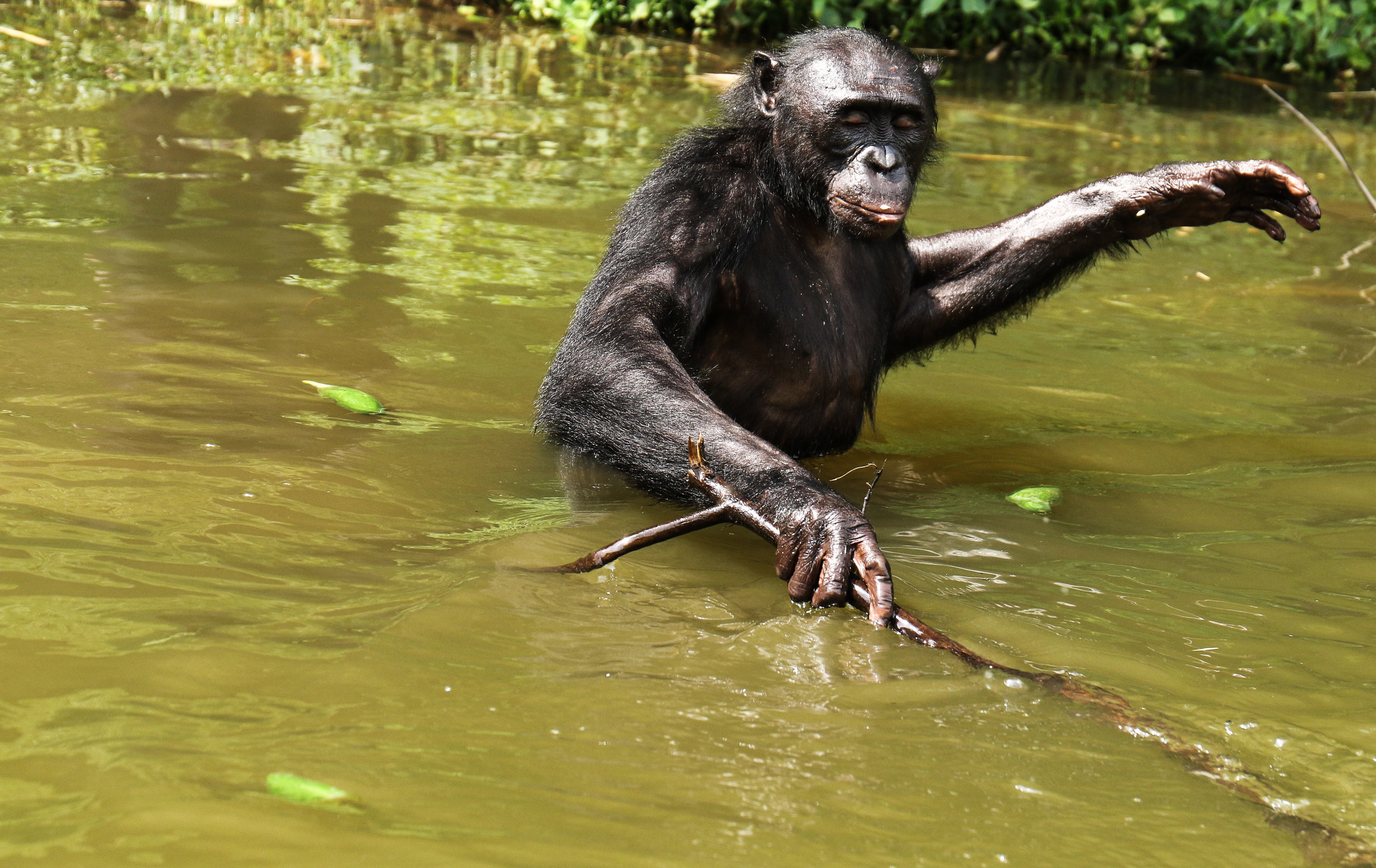   A bonobo wades through the water in Lola ya Bonobo sanctuary outside Kinshasa, DRC  