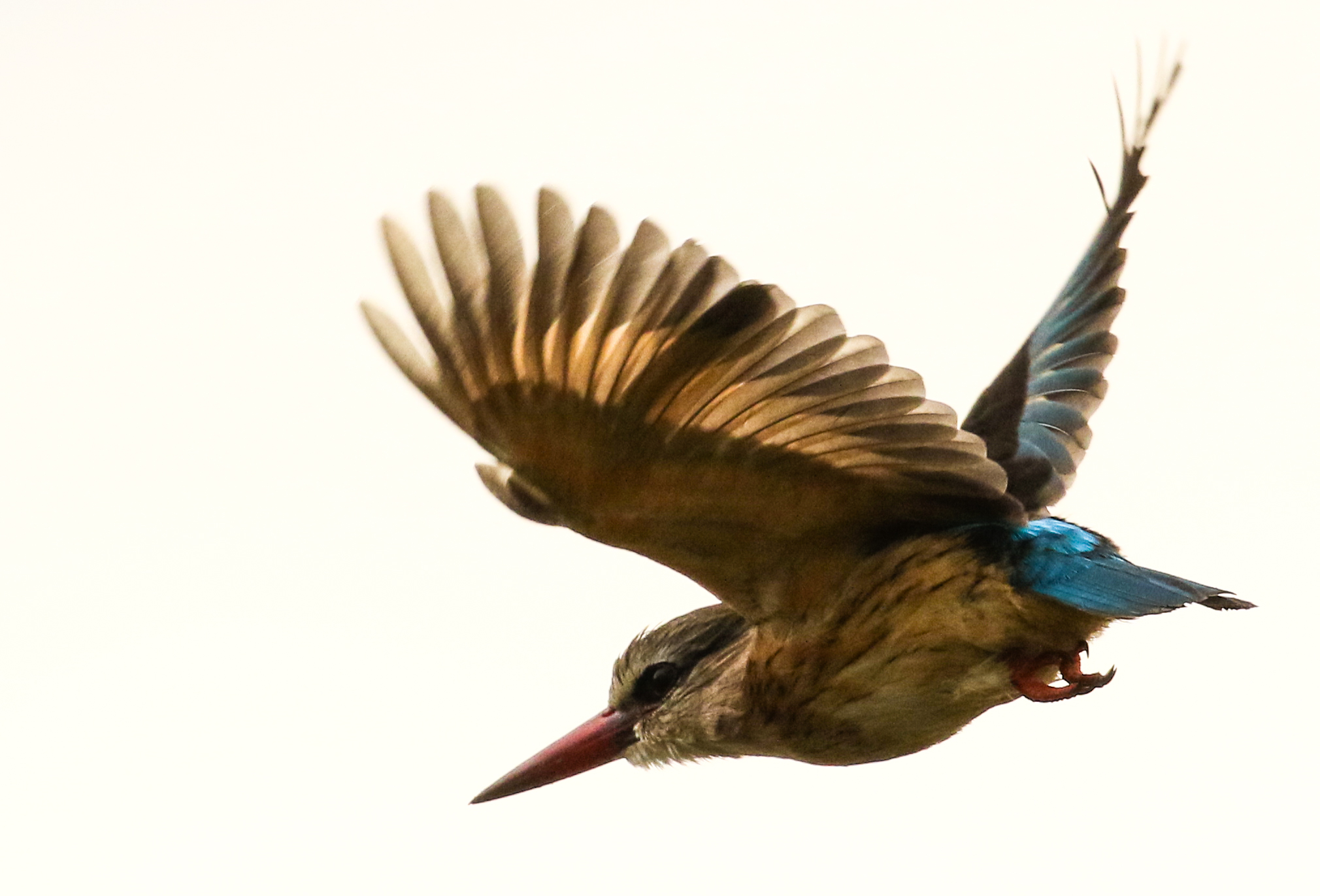   A kingfisher takes flight in Pumba Game Reserve, Eastern Cape, South Africa  