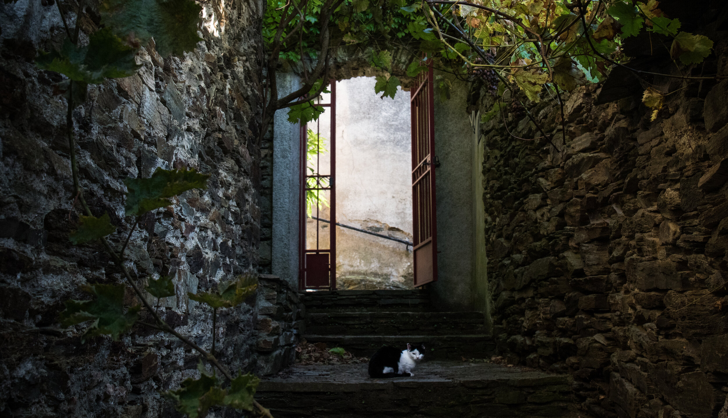   A cat in the hillside village of Labastide, France  