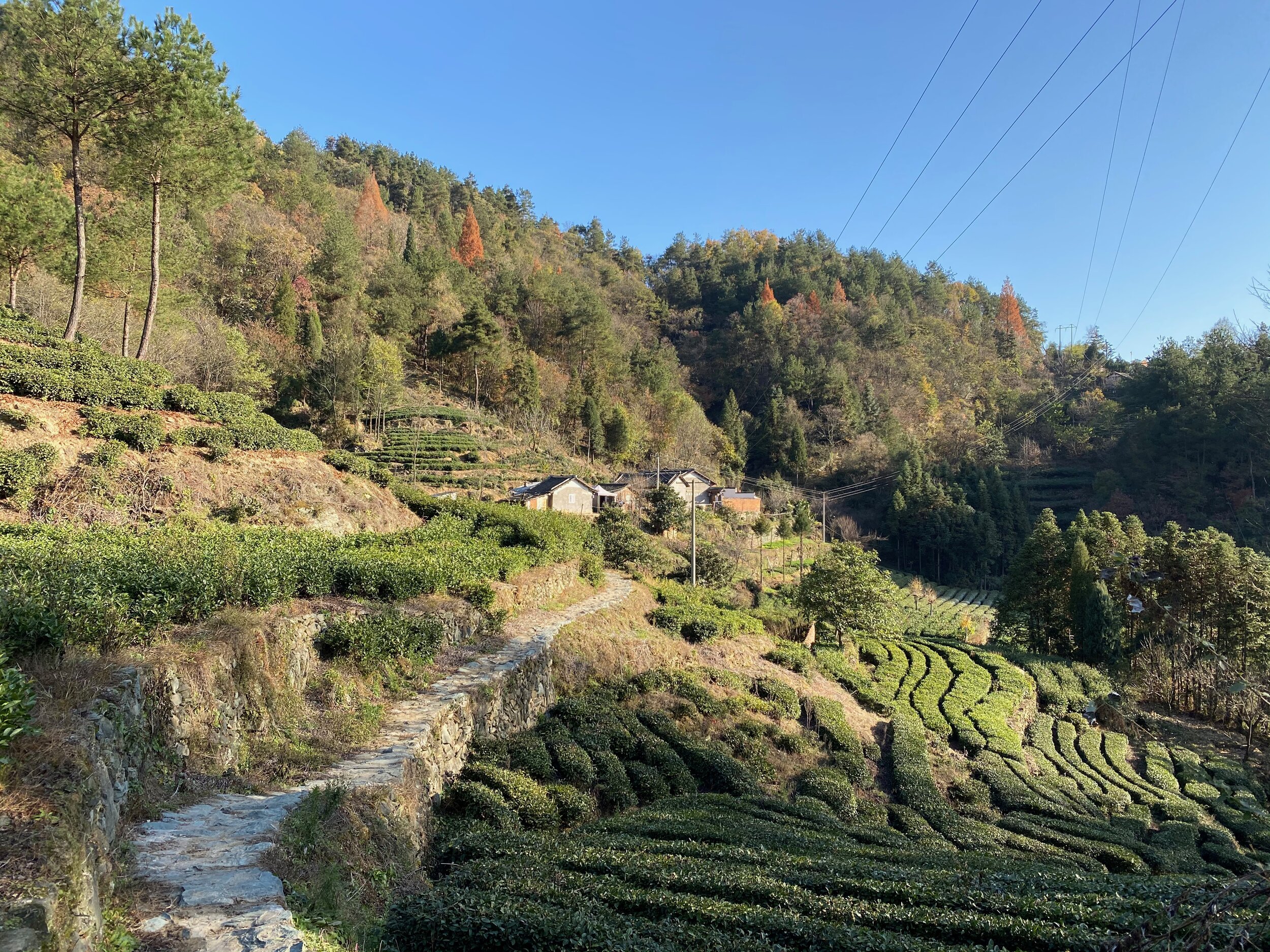 Wudang Taoist Wellness Academy