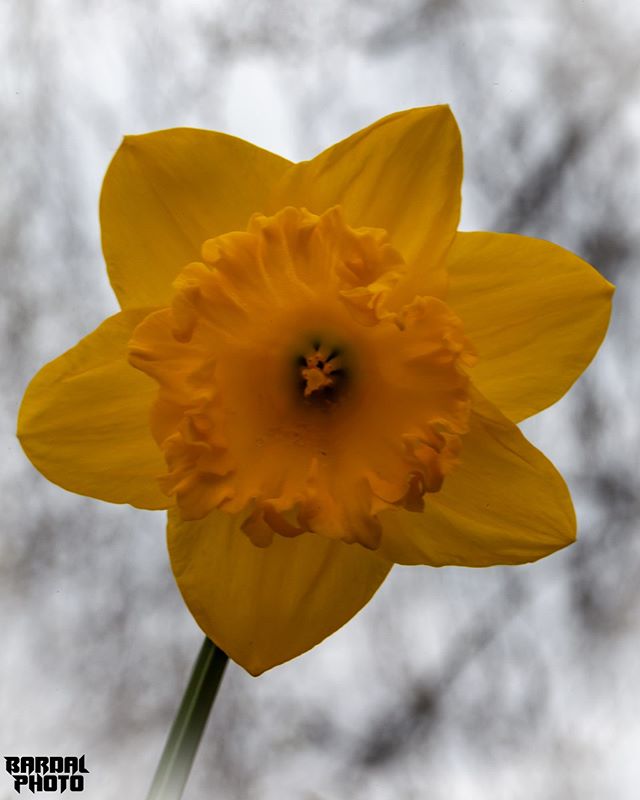 Ha en riktig god helg ⁣
⁣
#blomst #blomster #flower #spring #flower_daily #bardalphoto #flowerpower #instaflowers #gardenphotography #blomsterglede #godmorgennorge⁣
⁣
⁣