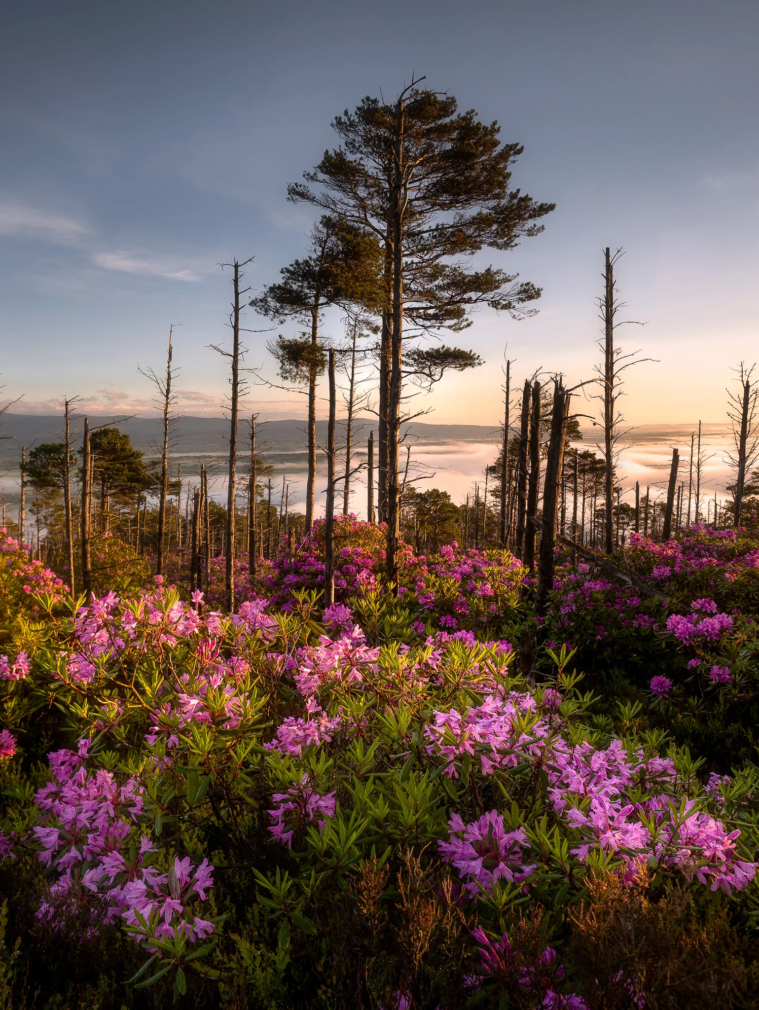 Wild Rhododendron captured over looking a fog inversion in Co Tipperary Filters: CPL with 0.9 Soft Grad