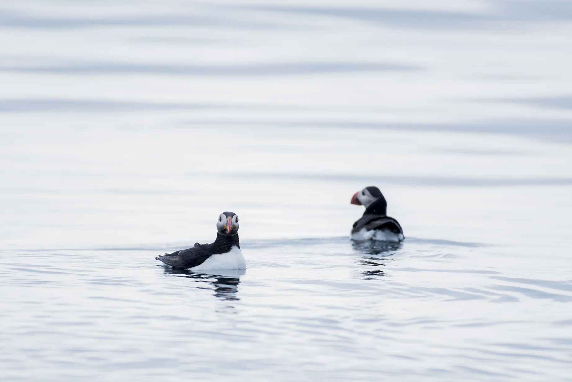 Lundefugl fra Lovund (Copy)