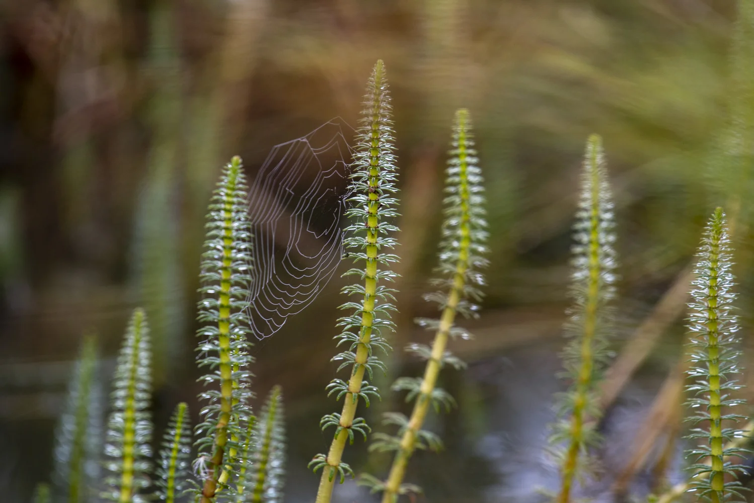 Små detaljer (Copy)