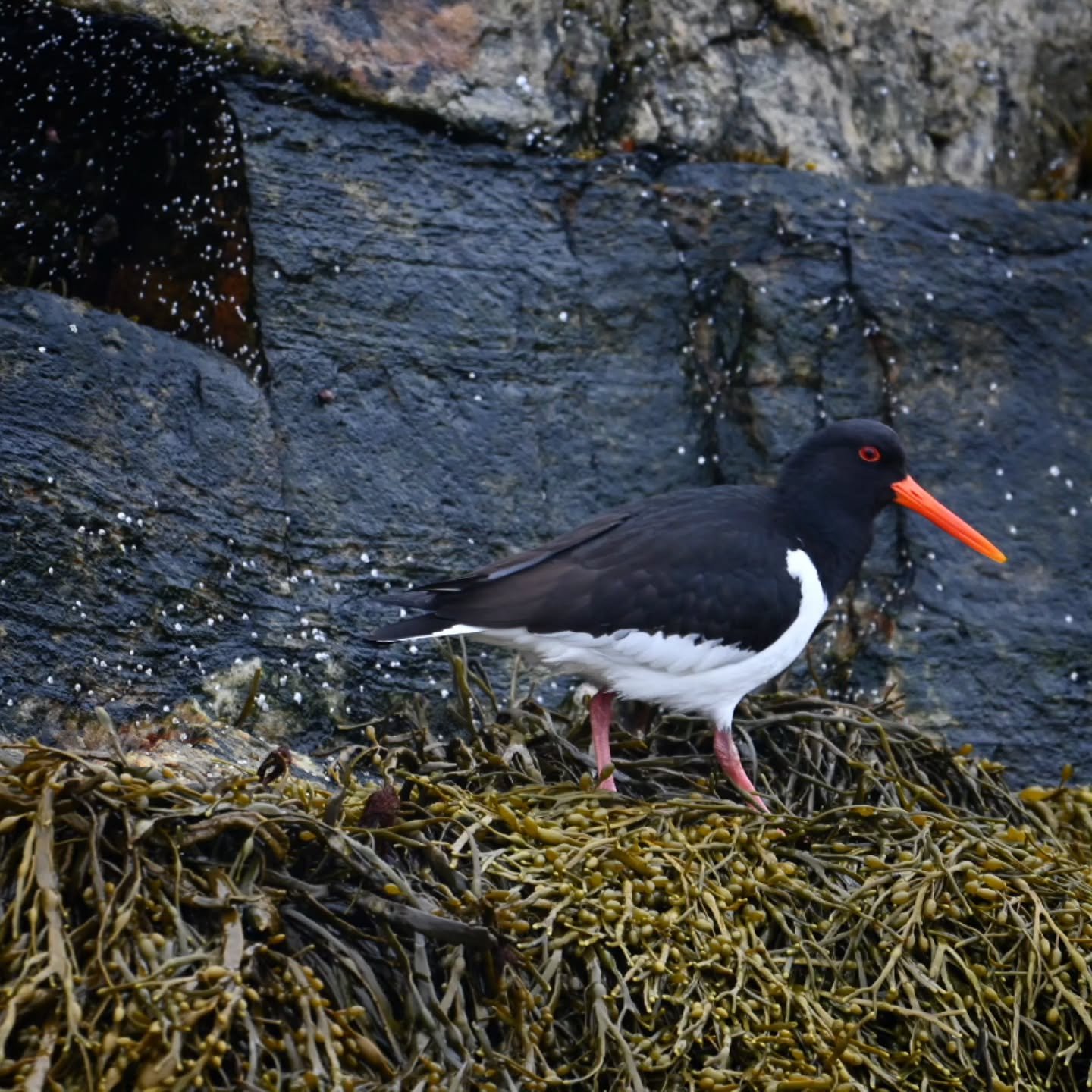 Det er offesielt v&aring;r😍
Tjelden har ankommet Solv&aelig;r&oslash;yan. Et herlig gjensyn🥰
#tjeld #oystercatcher #solv&aelig;r&oslash;yan #birdingphotography #birdinghelgeland #vakrehelgelandskysten #birdlife #birdsofinstagram #v&aring;r #feather