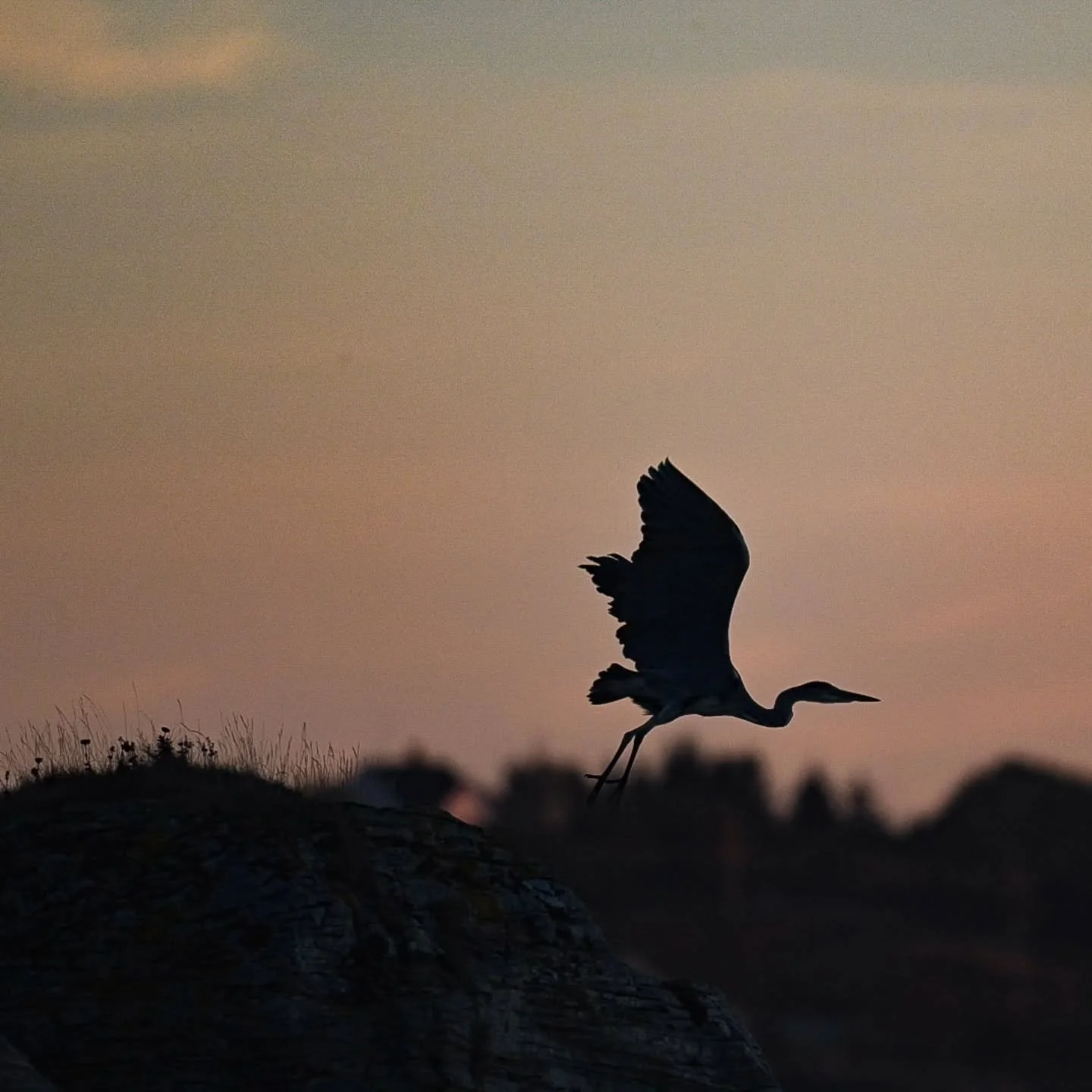 Hegre( heron), st&aelig;r (starling), hubro(eagle owl), h&oslash;st (autum).
#sleneset #solv&aelig;r&oslash;yan #heron#gr&aring;hegre #st&aelig;t #starlings #birdbrillianze #eagleowl #hubro @lenaknutli #birdsofprey #feather_perfection @faroutfocus