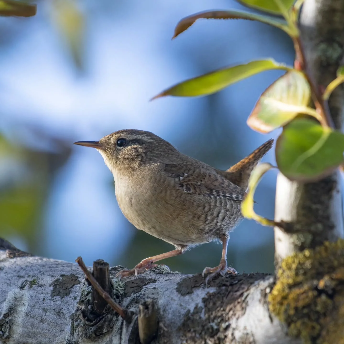 Gjerdesmett ved Hubroheimen🤩
#gjerdesmett #wren #solv&aelig;r&oslash;yan #birdingphotography #feather_perfection #birdnerd #birdinghelgeland #visitnorway #visithelgeland #sleneset #utinaturen #birdlifenorway