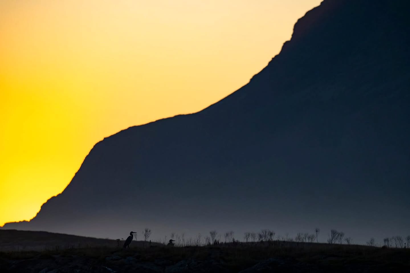 Takk for denne dagen🙏
Tidlig m&oslash;rkt- men ❤️ det lyset vi fikk s&aring; fint det var🤩
#sleneset #solv&aelig;r&oslash;yan #hegre #visitnorway #visithelgelandskysten #utinaturen #utno #landscapephotography #naturfoto #birdinghelgeland #natureadd