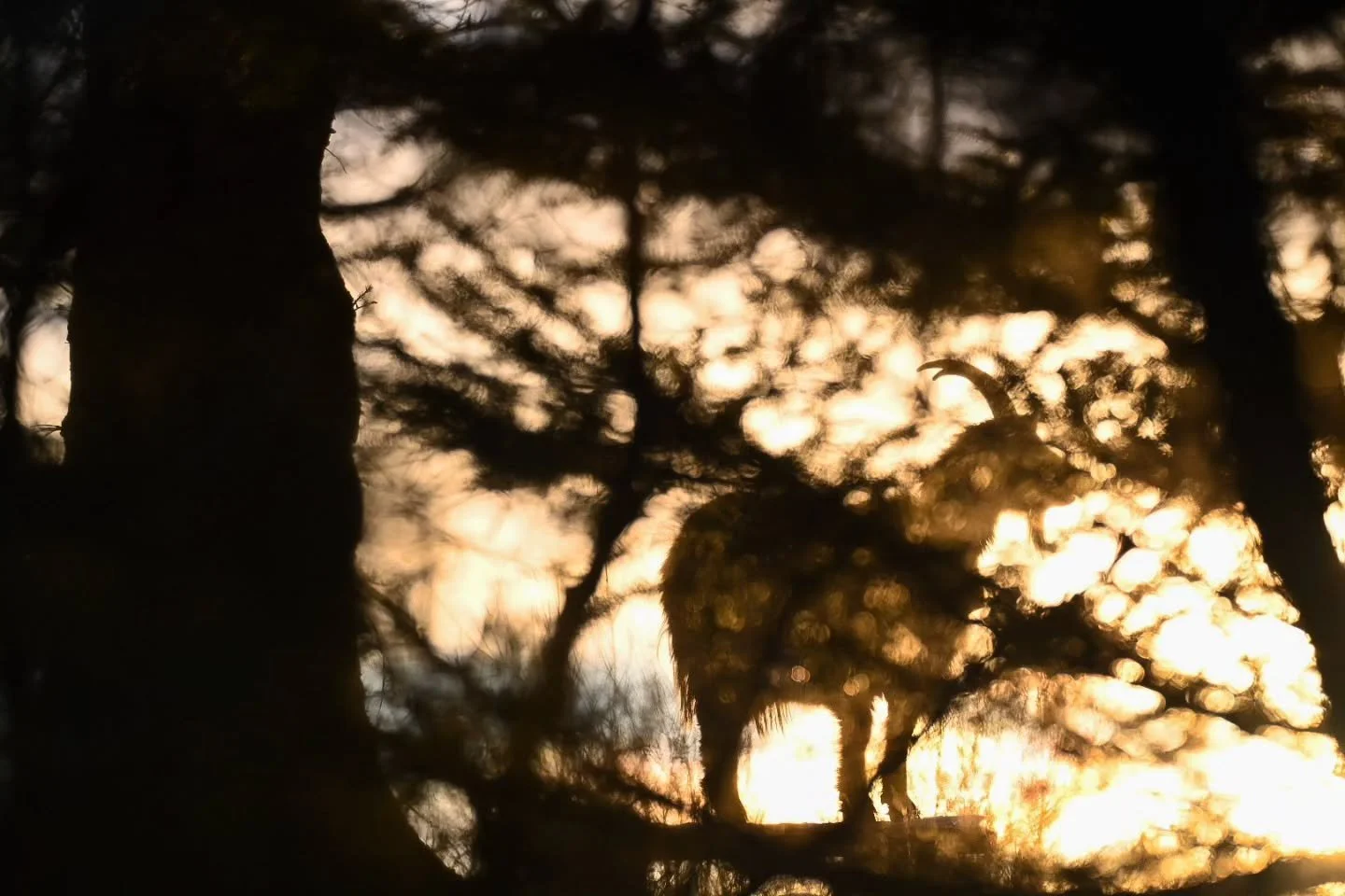 Kystgeit i motlys🐐
#kystgeiter #solv&aelig;r&oslash;yan #sleneset #sm&aring;bruksliv #vinterlys #hubroheimen #utinaturen #utno #lur&oslash;ykommune #vakrehelgelandskysten