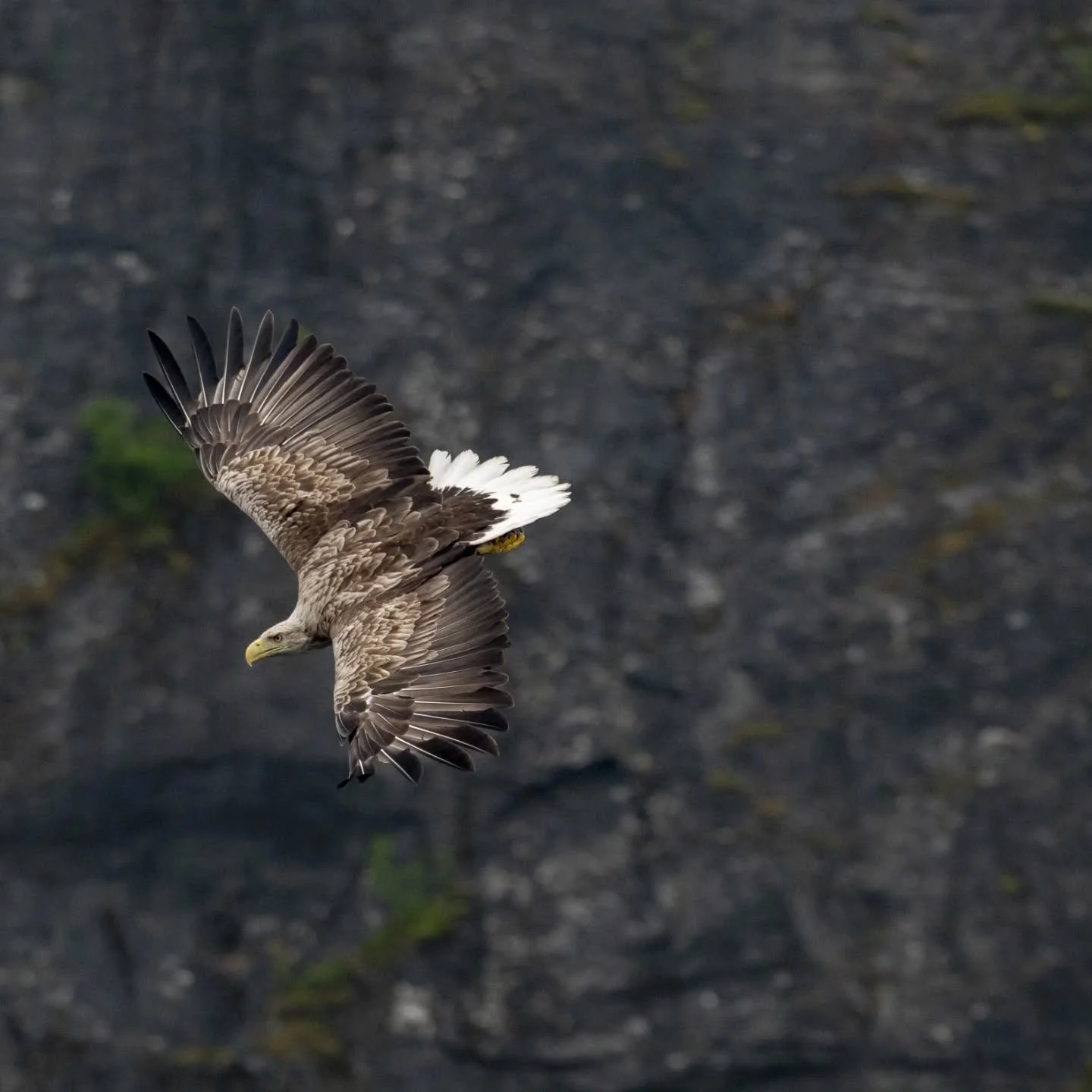 Hav&oslash;rnsafari med @faroutfocus er en opplevelse flere m&aring; f&aring; med seg!
Da jeg og @arne.mork fikk bli med ble hav&oslash;rnsafari til grindhvalsafari👏👏👏 En ubeskrivelig dag p&aring; sj&oslash;en her p&aring; Helgelandskysten. I t&ar