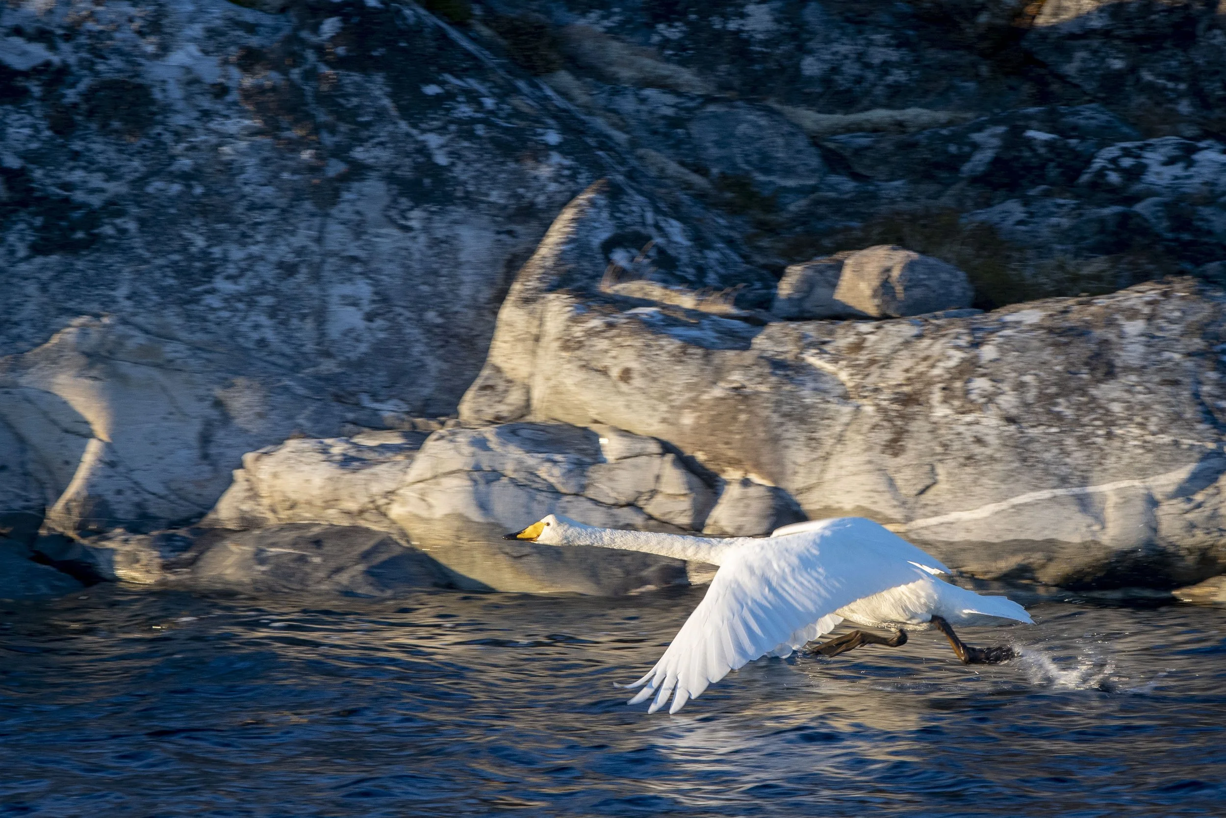 Sangsvane Foto: Lena Knutli