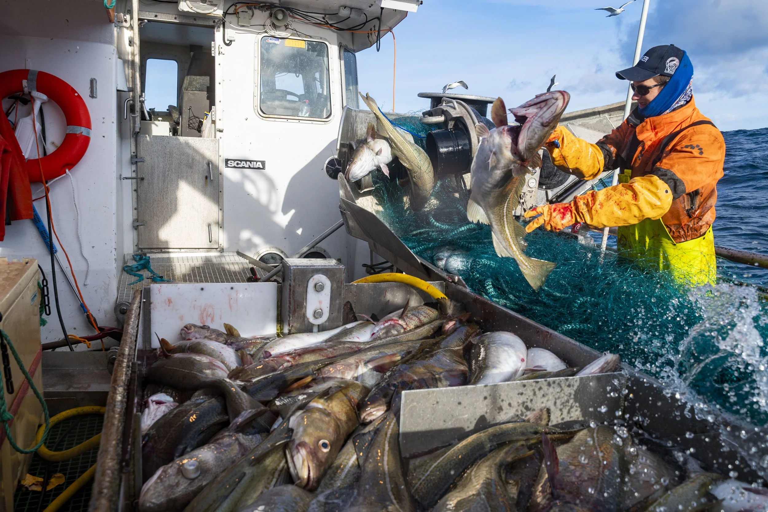 En person i oransje redningsdress og blå hette holder en stor fisk på en båt med flere fisk som er fanget. I bakgrunnen er det åpent hav og klar blå himmel.