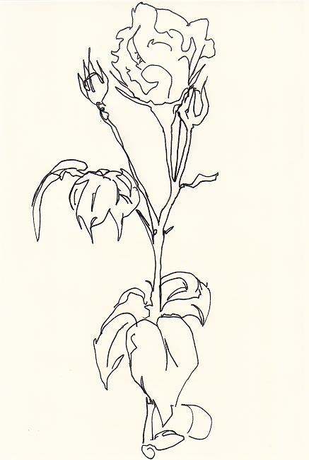 "White Rose Study"