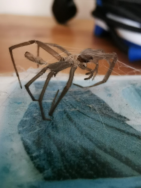 Spider skin