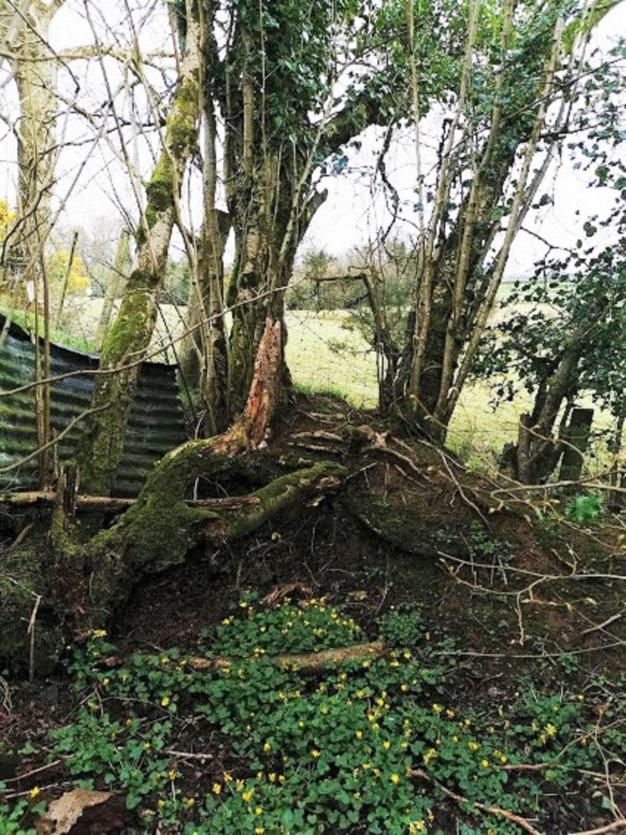 Remnants of childhood 'treehouse'