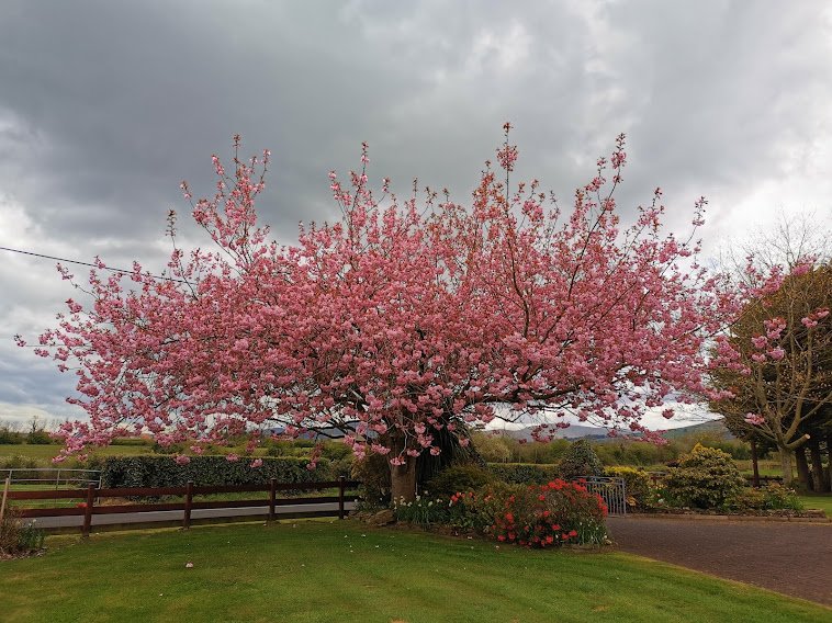 Cherry Tree in full blossom