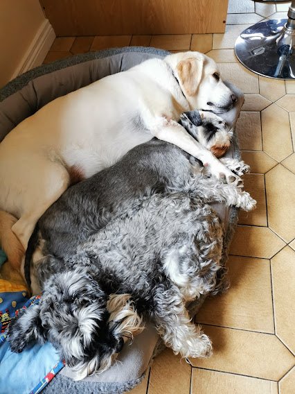 Three pups in a bed