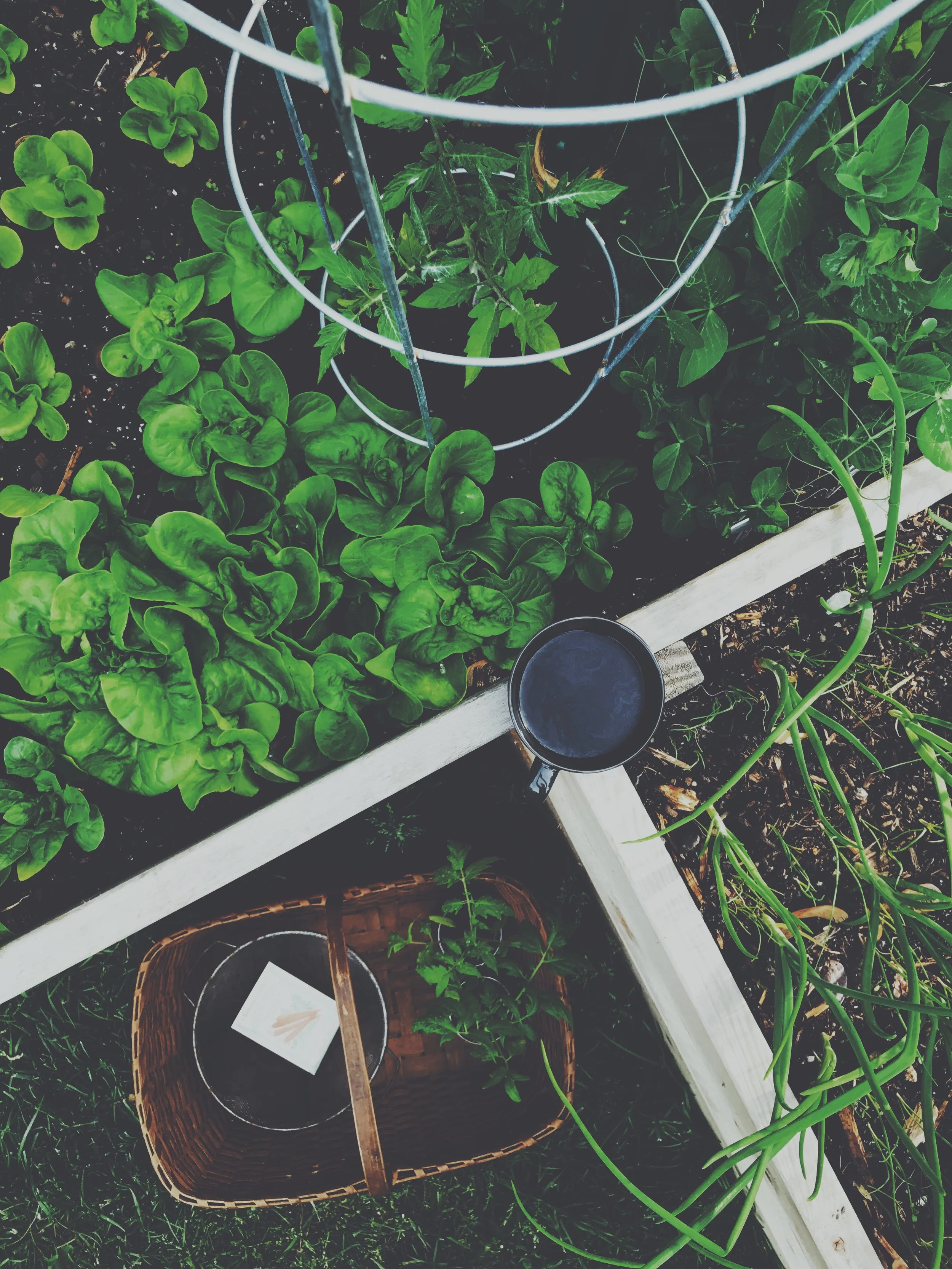 Lettuces & Other Greens