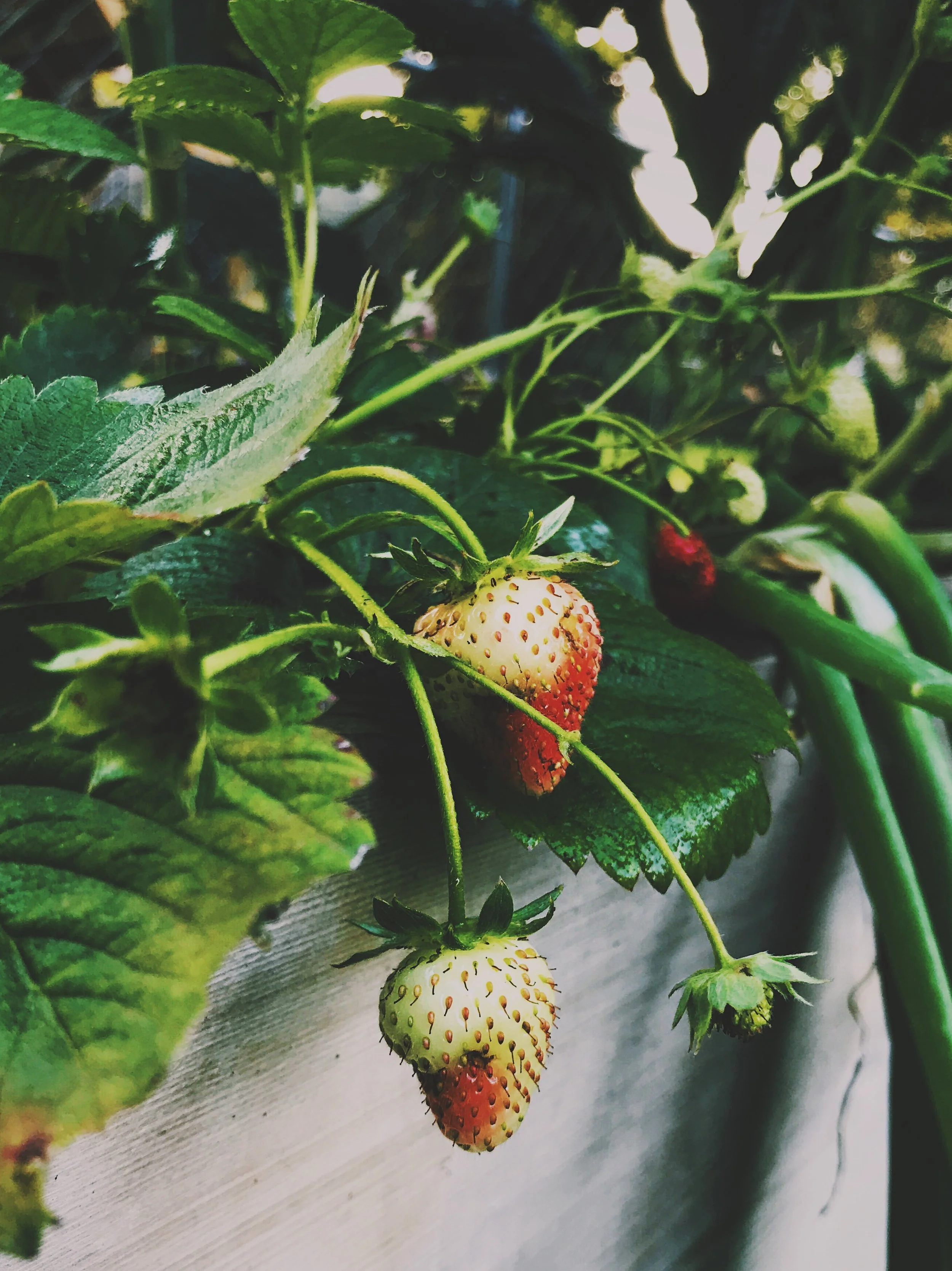 Asparagus, Rhubarb &  Strawberries
