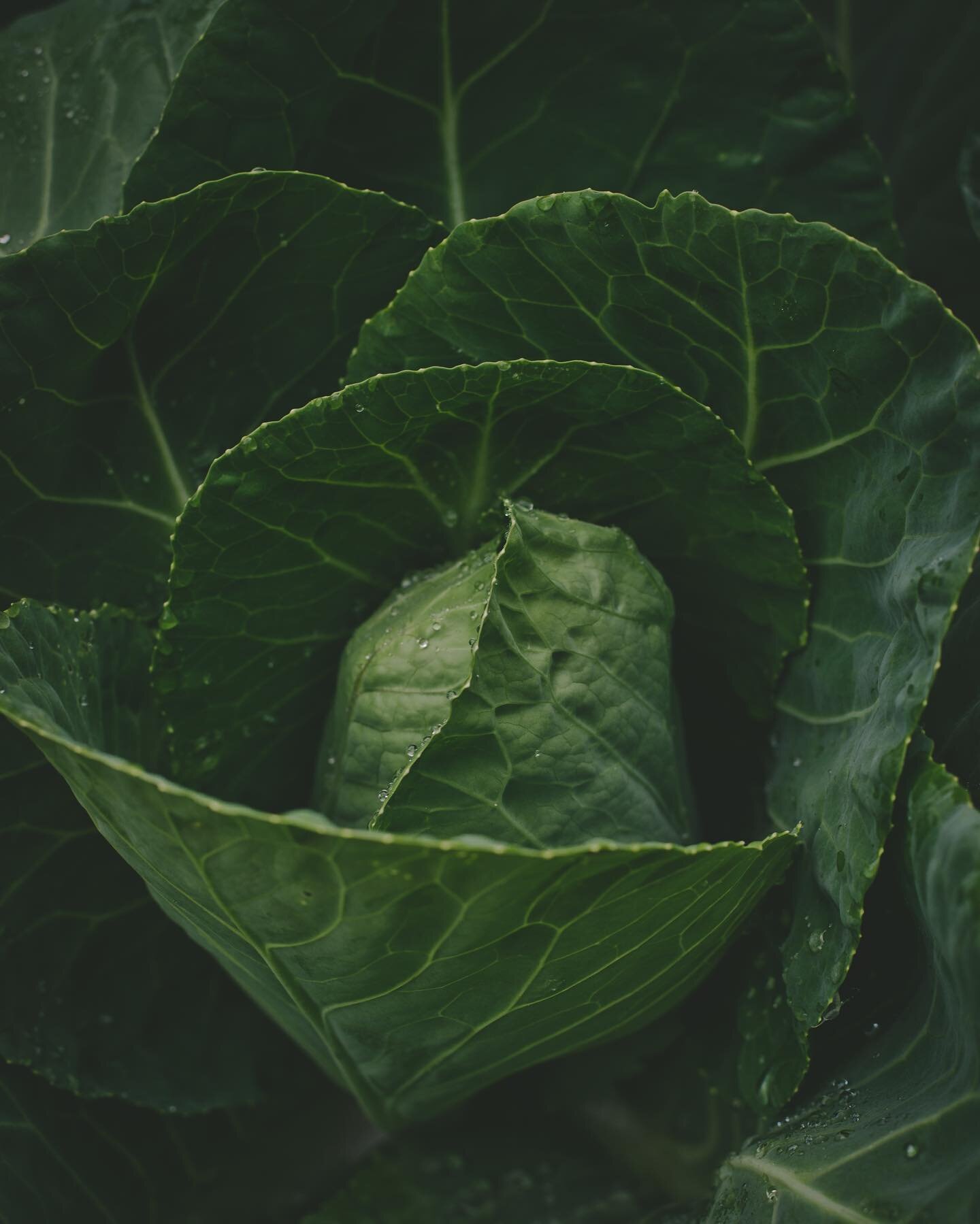 Harvested the first of the dew covered cabbages ✨ every year I make homemade sauerkraut, brine-y and crisp, enjoying for months past the harvest. Preserving food is one of my favorite parts of gardening, getting to savor it long after the season fade