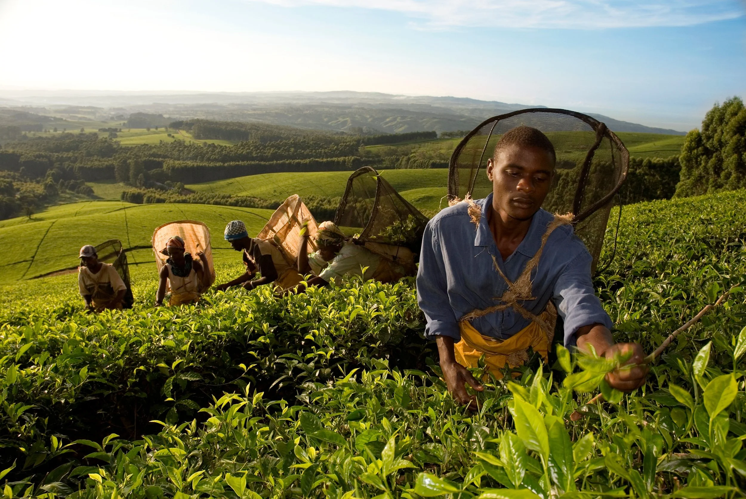 Tea farmers Men.jpeg
