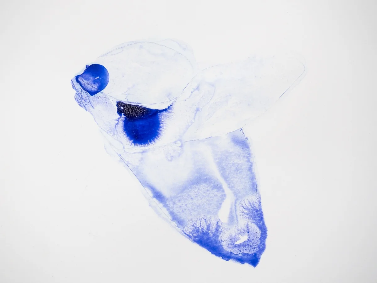   Untitled , 2011  Watercolour on paper  15x15cm 