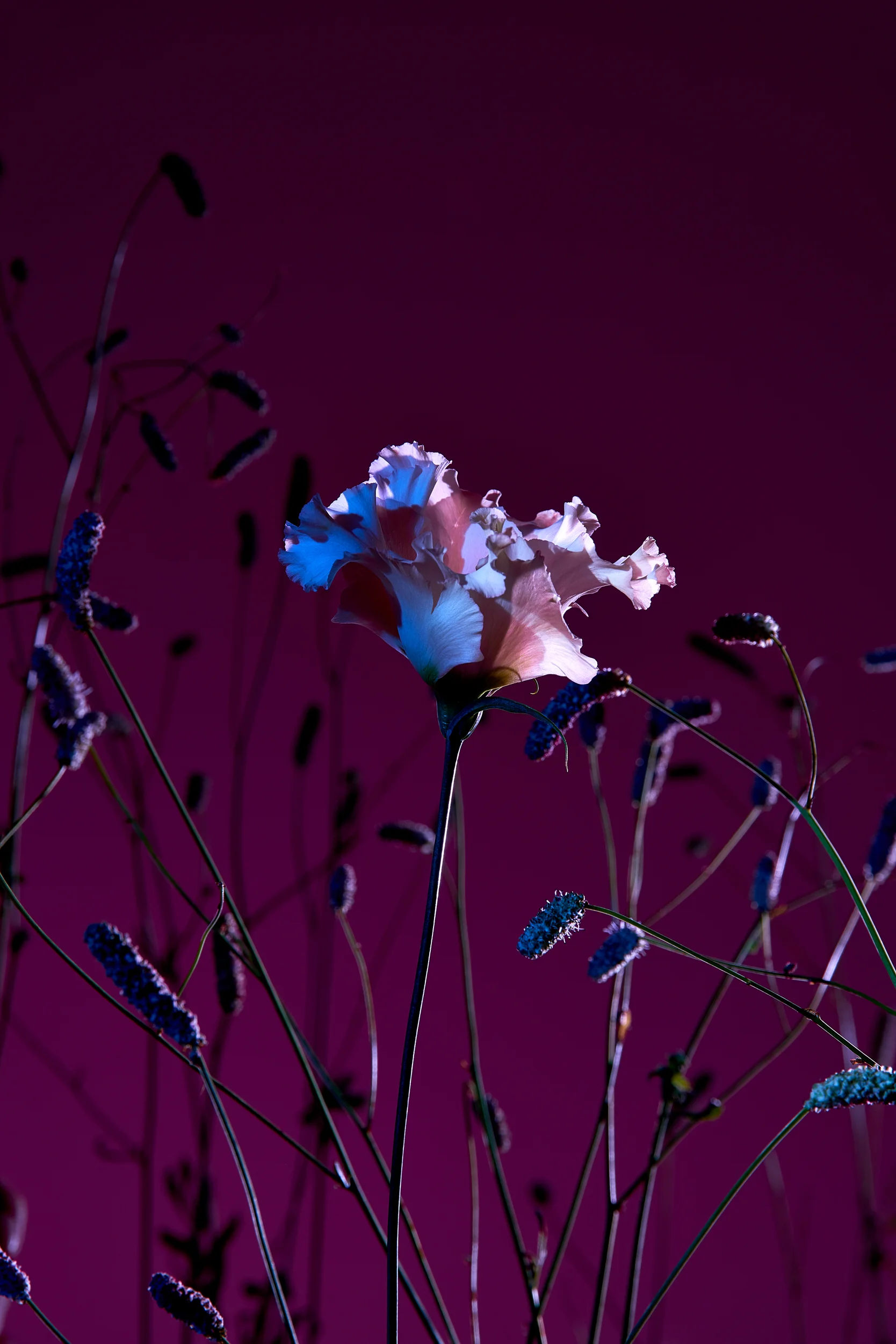 Flowers_04_2.jpg