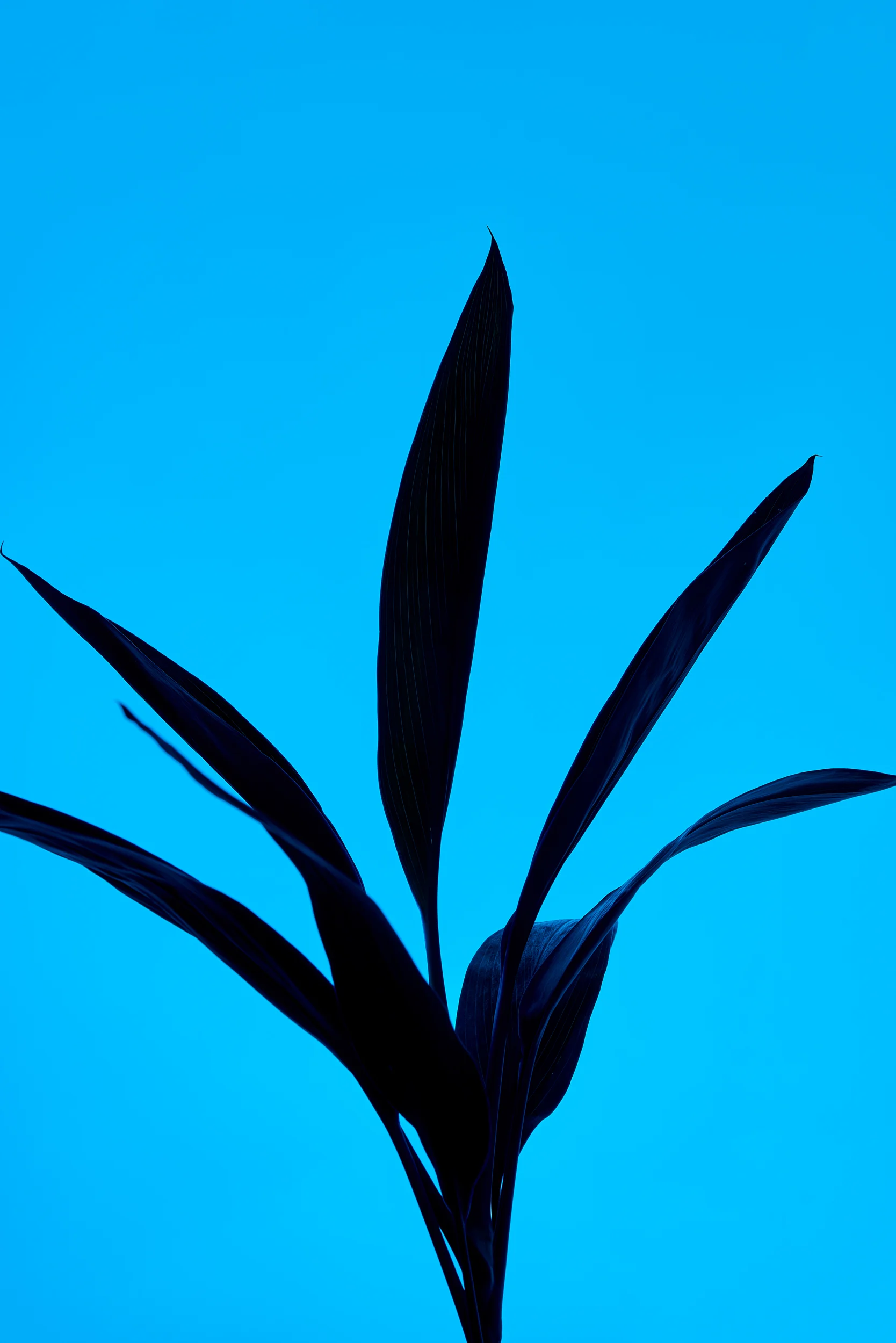 Flowers_04_0.jpg