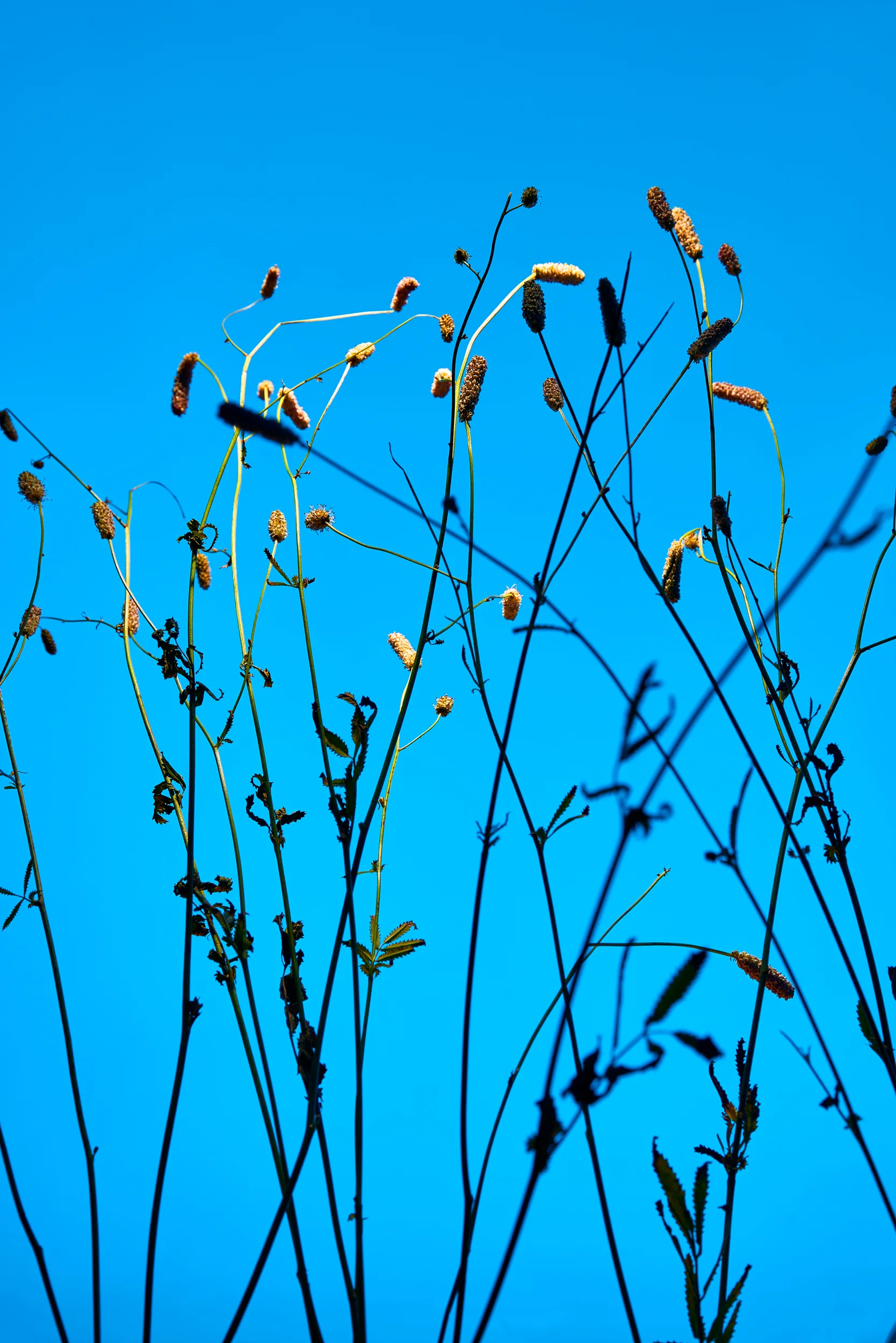 Flowers_04_1.jpg