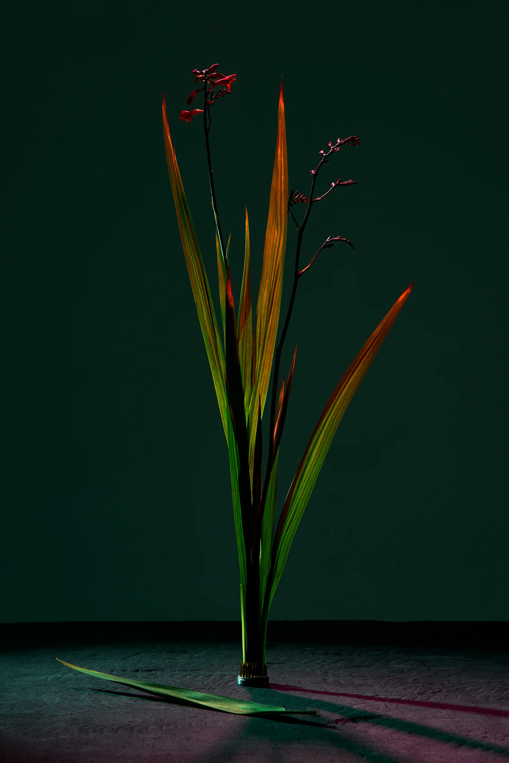 Flowers_03.jpg
