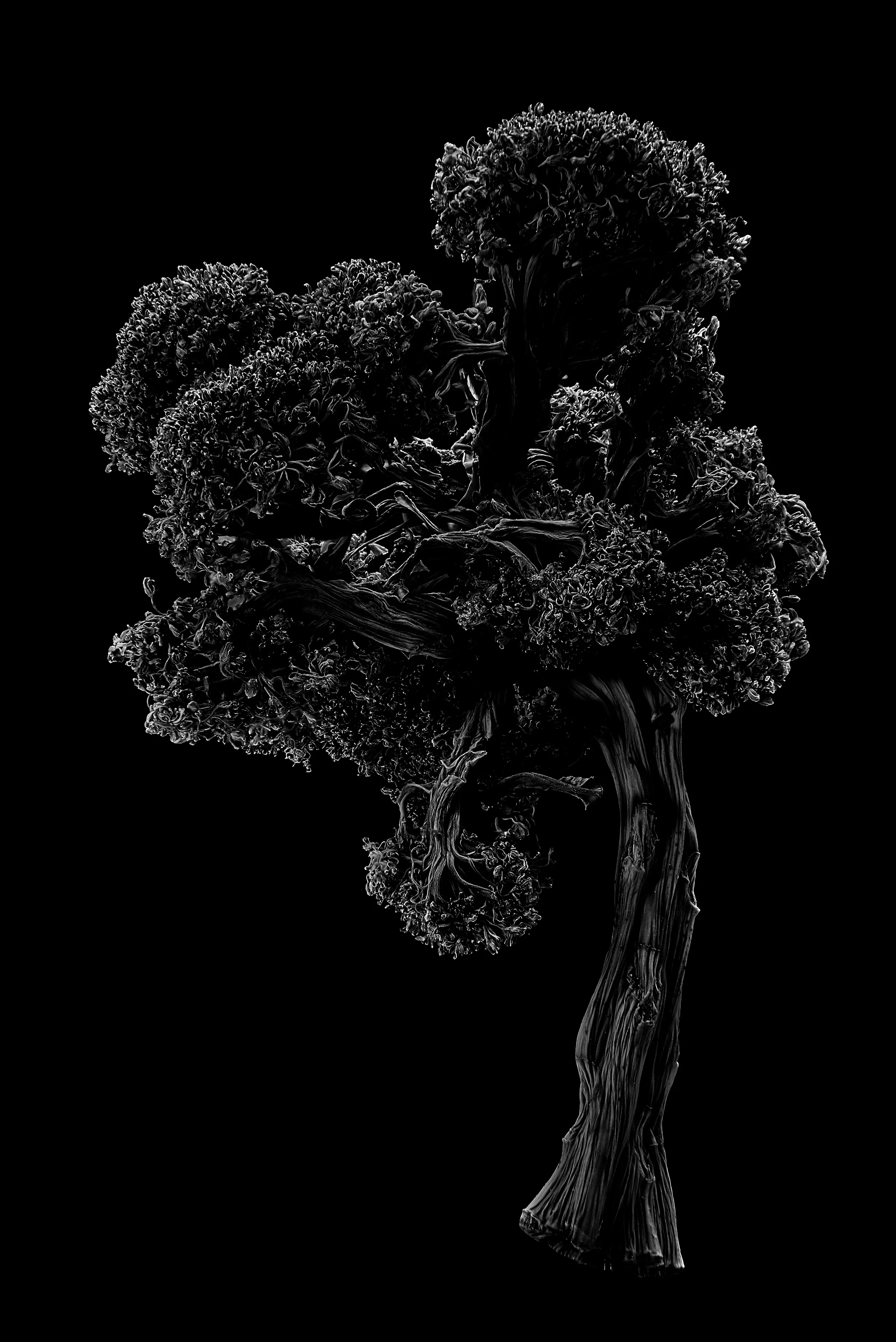 Broccoli_29.jpg