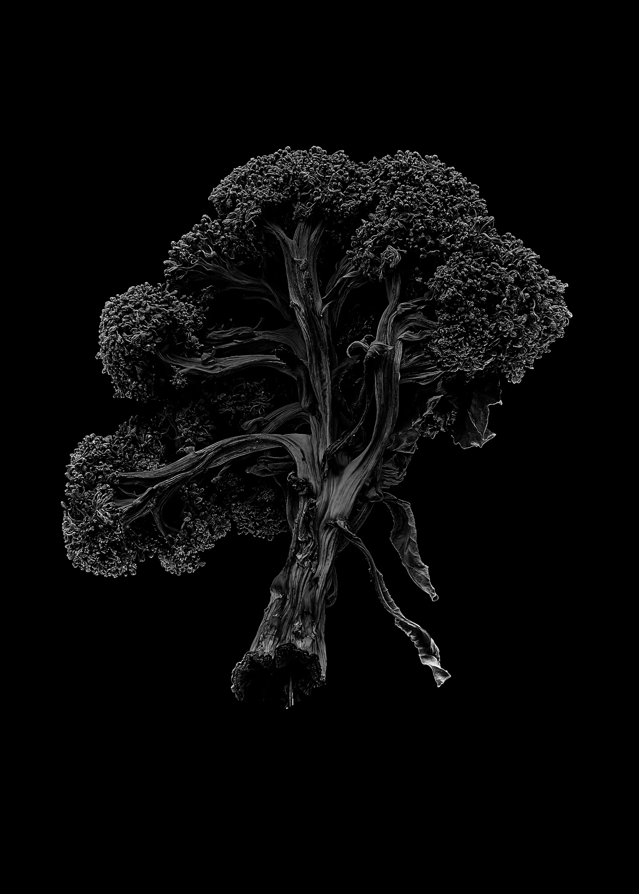 Broccoli_01.jpg