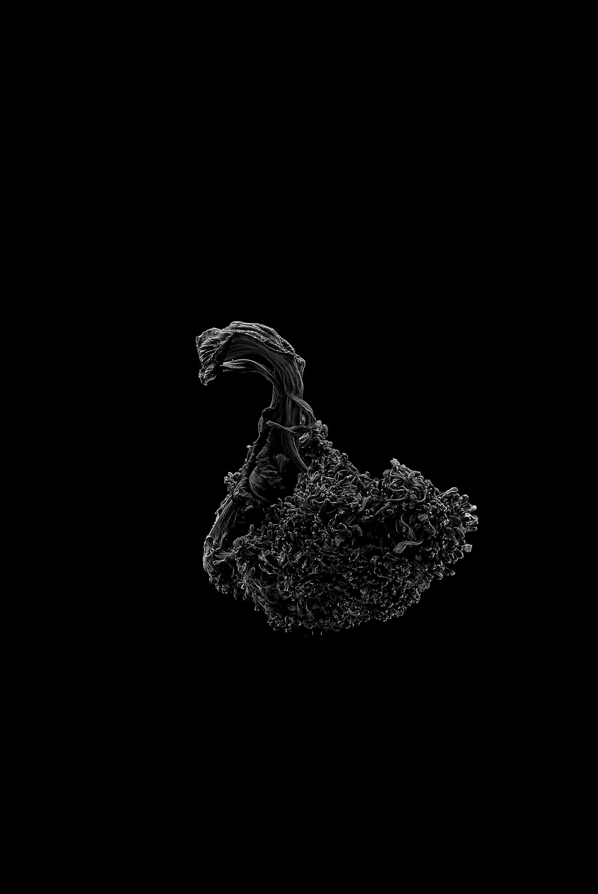 Broccoli_07.jpg
