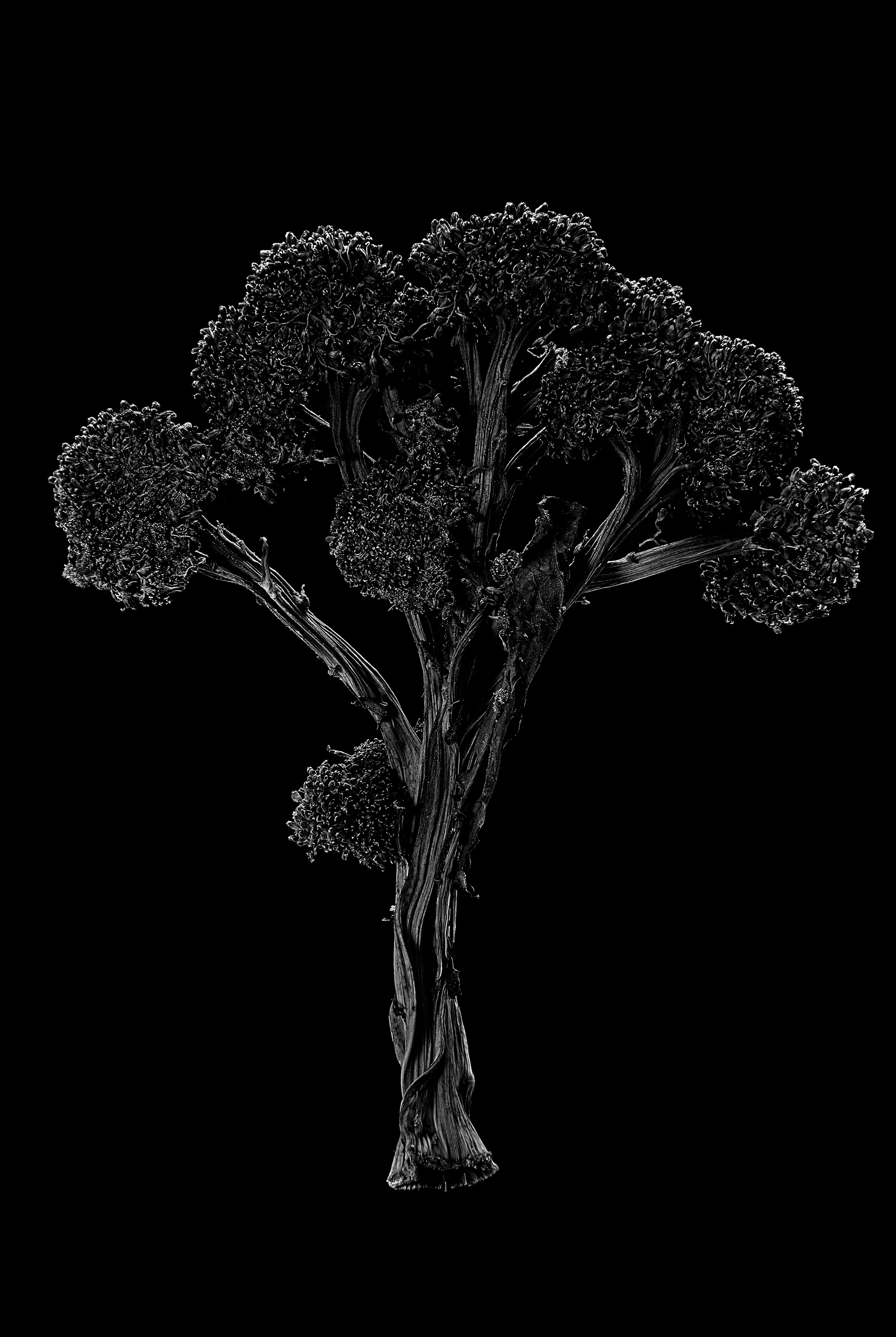 Broccoli_61.jpg