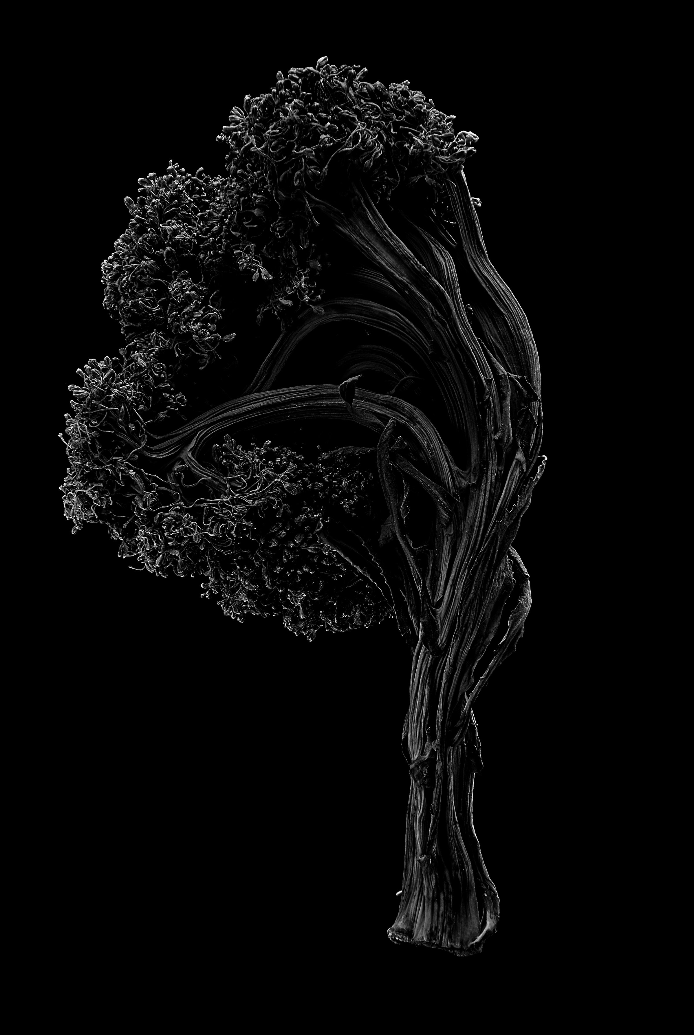 Broccoli_06.jpg