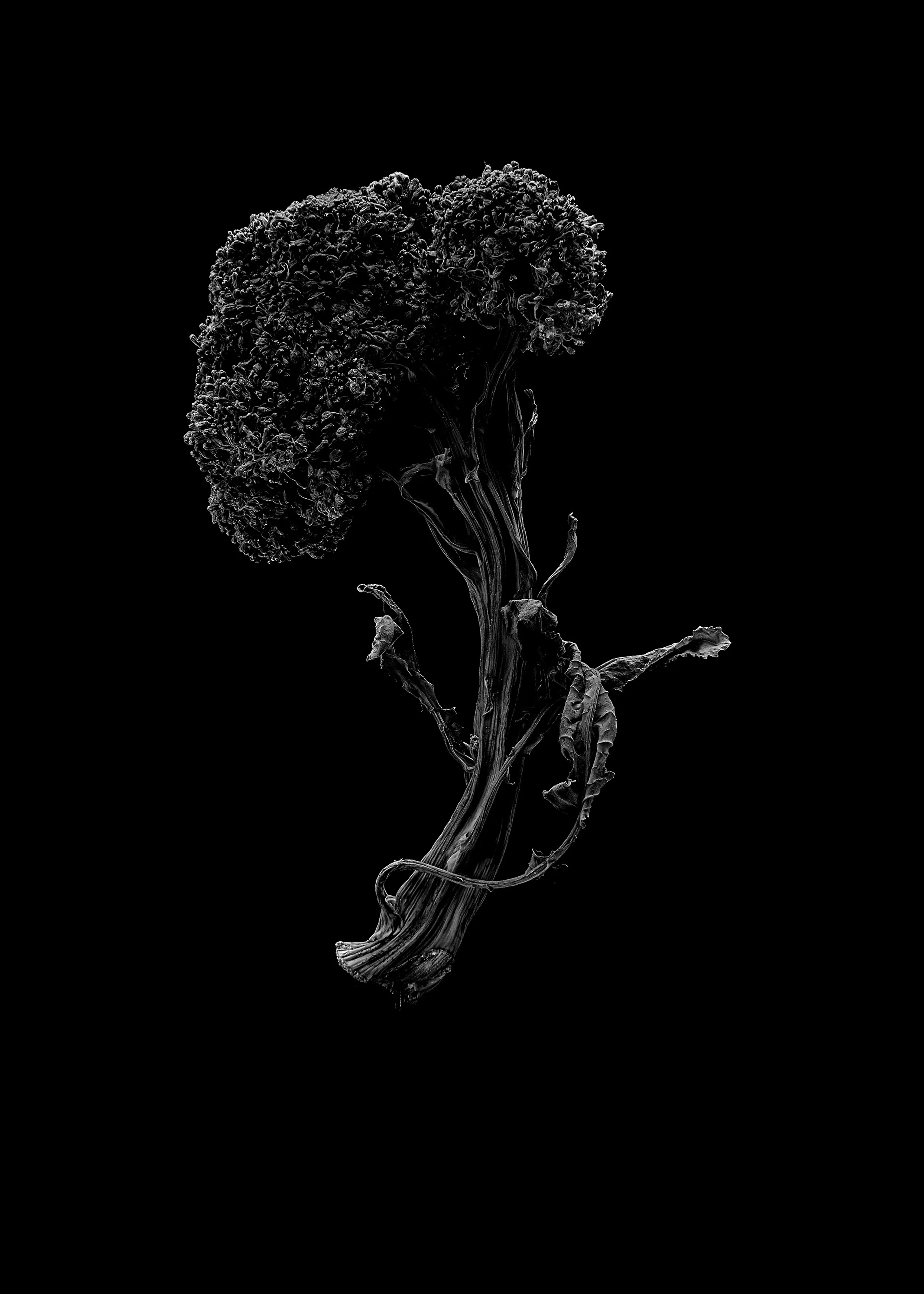 Broccoli_10 [voor op de site].jpg